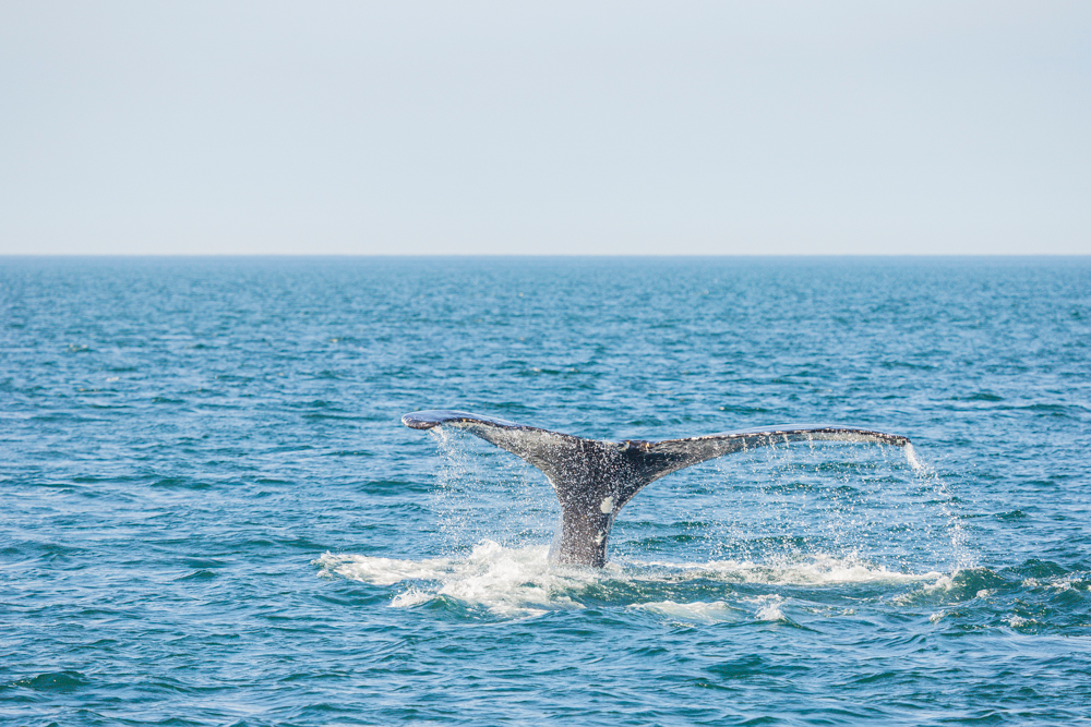 Photo Friday – A Whale of a Time